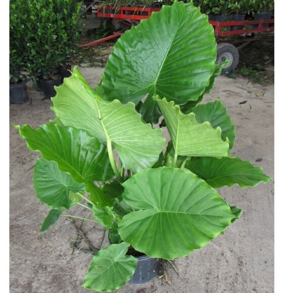 xplosionseeds Other - UPRIGHT ELEPHANT (Small Baby ) EAR BULB